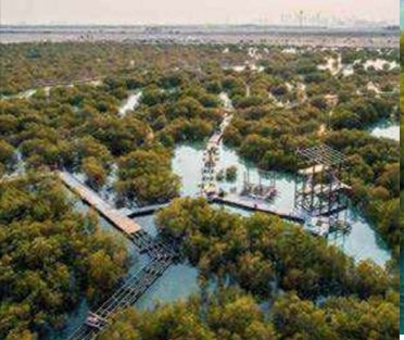 ممرات خشبية في حديقة المانجروف